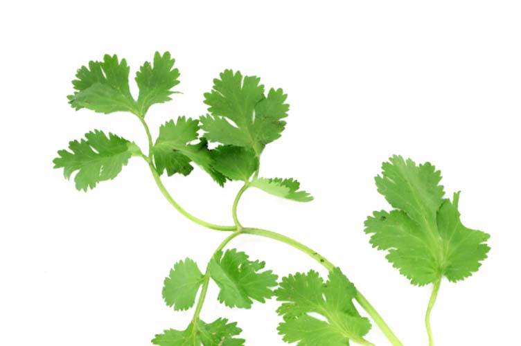 Flavor Foundation Image