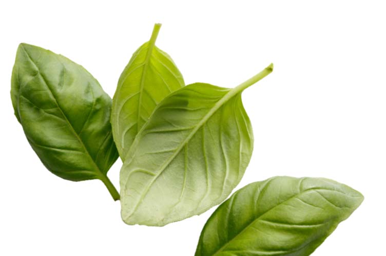 Flavor Foundation Image