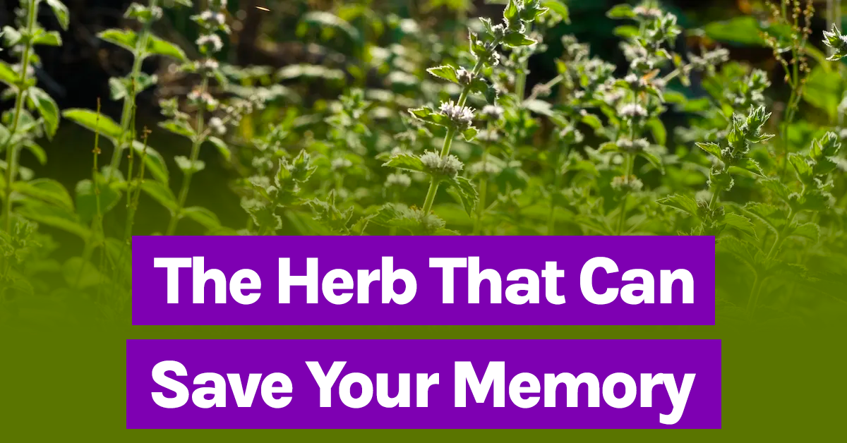 Brain Health Breakthroughs | Aromatic Herb Enhances Short-Term Memory ...